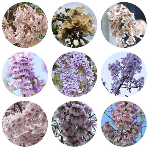 semi di campanula, paulonia perenni resistenti giardino 250pcs