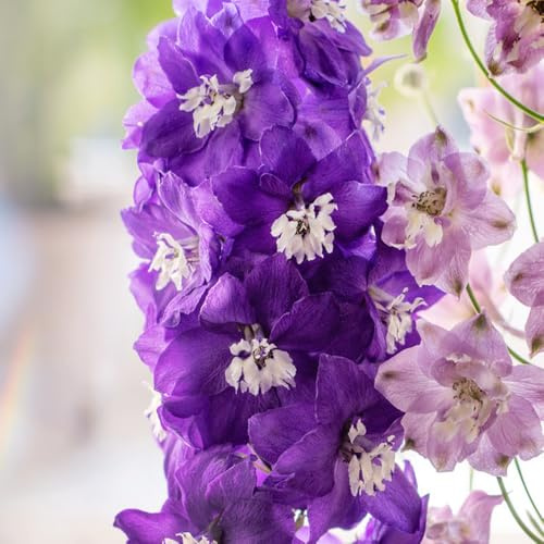 rittersporn exotische zimmerpflanzen balkonpflanze dekopflanze biosaatgut balkonpflanzen frühling blumensamen balkon blumenstauden winterhart wildblumen balkonblumen dachbegrünung 450samen