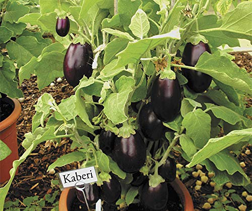 Organic Eggplant Aubergine F1 Moneymaker Vegetable Seeds - 'Solanum melongena' - 10 Seeds