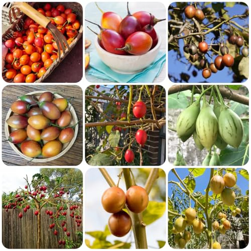 tamarillo baumtomate, hochbeete für garten tomatenbaum gemüsepflanzen gartenkräuter winterharte garten gemüsesamen gartenpflanzen winterhart mehrjährig bio gemüsesamen alte sorten 225samen