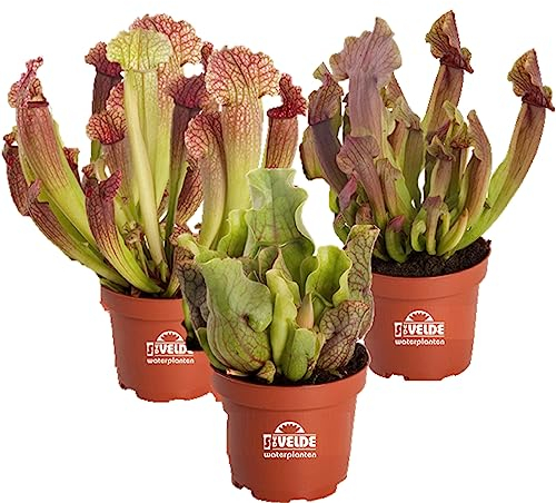 vdvelde.com - Sarracenia fleischfressende Pflanzen - 3er Set - Winterhart - Juthatip, Venosa, Maroon - Topf-Ø 9 cm, Pflanzenhöhe: 10-20 cm - Van der Velde Wasserpflanzen