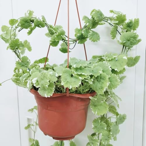 semi di edera terrestre,Giardino di da interno,aiuole rialzate per il giardino,vasi per da piantare,cucina per orto di 200pcs