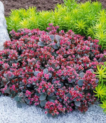 BALDUR Garten 10x Sedum Sun Sparkler® Sedoro Blue Elf, im 9x9 cm-Topf | Fetthenne Pflanzen, Fettblatt, winterharte Staude, trockenresistent, mehrjährig, blühend, duftend, karminrote Blüten