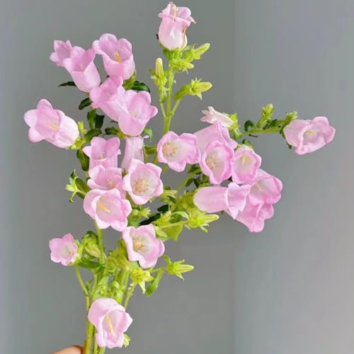 120 Piezas Semillas de Campanula Campanula Plantas de Jardín Decoración de Flores Serie de Plantas Raras Regalos Inusuales Semillas de Flores Aptas para Flores de Balcón Maceta