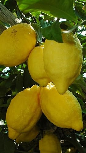 Pianta di Limone Sfusato Amalfitano in Fitocella - Pregiato e Profumato