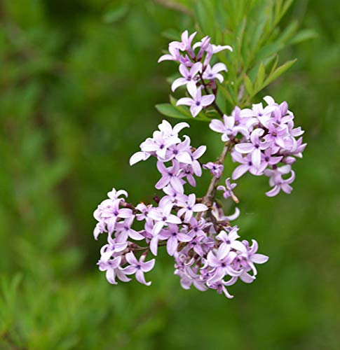 Hochstamm Persische Flieder Laciniata 80-100cm - Syringa persica