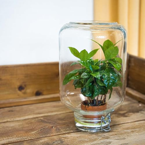 urbanjngl - urbanjngl.com - Easyplant Coffea - Flaschengarten - Fido Terrariumglas - DIY Terrarium mit Pflanzen im Glas - Ø 18 cm ↑ 28 cm