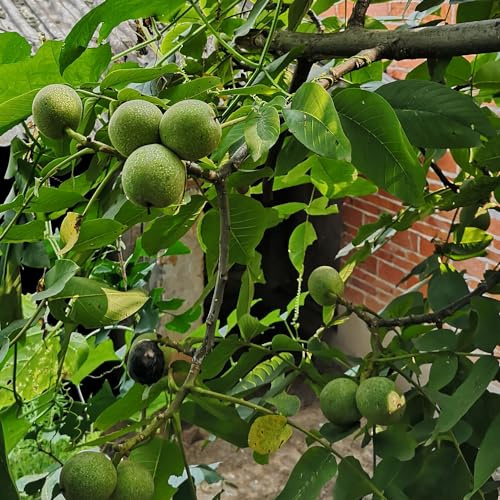 walnussbaum walnusskerne - nuts bonsai topf winterharte stauden gartenkräuter gartenpflanzen balkon deko gemüsesamen kletterpflanze winterharte kübelpflanzen topfpflanzen draußen 6samen