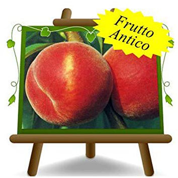 EURO PLANTS VIVAI Pêcher pêche à la pulpe jaune Redhaven plante fruitière greffé en pot 26 cm hauteur maximale 180 cm - Âge 4 ans