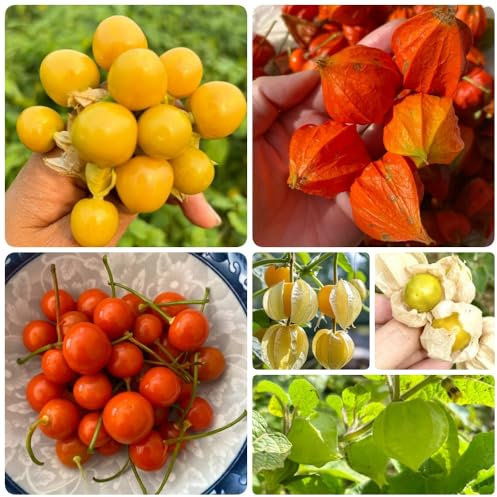 PhysalisSamen, obstbaum säulenobst steingartenpflanzen winterhart garten alte sorten balkon obstgarten seltene 300pcs