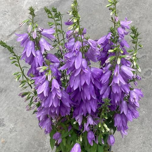 semi di campanula - tappezzanti, resistenti biologici, balcone 100pcs