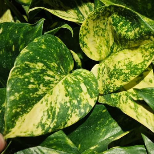 Semi di Pothos - esotico d'appartamento purificatrici d'aria verdi vecchie varietà per giardinieri resistenti esterno in vaso d'appartamento facili curare 400pcs