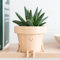 Original Earthlings Cute Plant Pot, 10 cm Plastic Funny Planter with Drainage, Unique Cactus Plant Lover Gift, Small Succulent Face Flower Pot, Fun Teacher Appreciation Gift