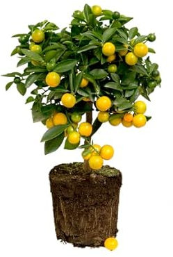 Limonero de Interior Árbol Frutal Citrus Limon Planta Natural Árbol de Limones