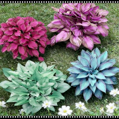 Hosta blu notte resistente - Adatta sia per uso interno che esterno - Abbellisce gli angoli ombrosi - Scelta migliore in primavera e autunno-6 PIECE-G