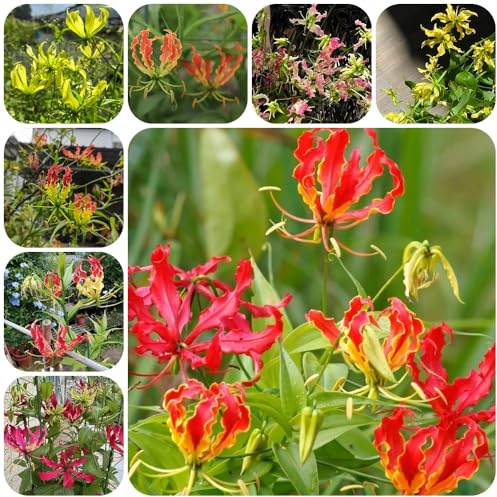 Bulbos de lirio de fuego, resistentes al exterior. gloriosa superba, Los bulbos de son perennes resistentes 6pcs
