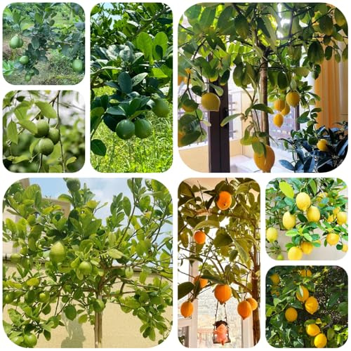 semillas de limonero - orgánicas balcón decorativas trepadoras resistentes 250pcs