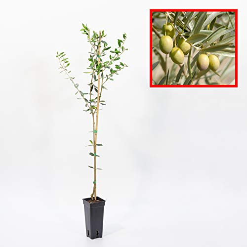 OLIVO manzanillo - plantón 1 metro - ACEITUNA MANZANILLA - planta viva (4)