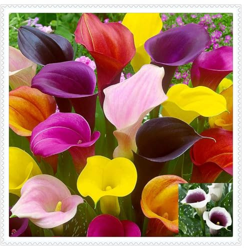 Otoño o primavera Excelente para plantar en interiores o exteriores.Fácil de cultivar. En maceta.,Bulbos de Cala-10 bulbos