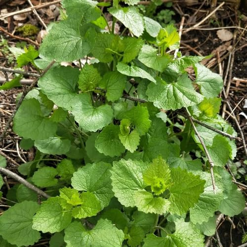 Semi di senape all'aglio - Alliaria petiolata - orto balcone di medicinali prodotti sostenibili di copertura 80pcs