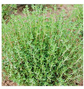 Sobre de Semillas de Tomillo para Cultivar en el Hogar