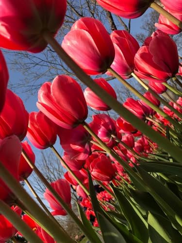 Tulpenzwiebeln 、Tulpen zwiebeln mehrjährig 、Tulpenzwiebeln weiss 、 Tulpenzwiebeln rot 、 Tulpenzwiebeln mehrjährig