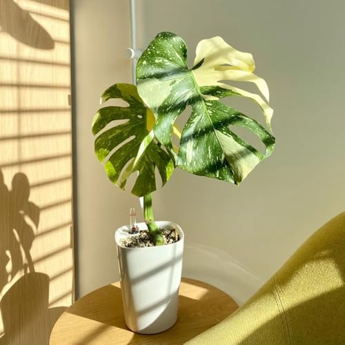 Monstera variegata samen- Monstera samen- grünpflanzen，pflanztöpfe zimmerpflanzen deko wohnzimmer modern，Dekorative Pflanzen exotische samen，deko garten dekoration wohnzimmer，pflanzen 20pcs