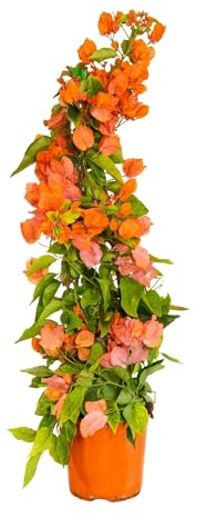Bonplants Bougainvillea (Piramide Arancio, Vaso 17, h 75 cm)