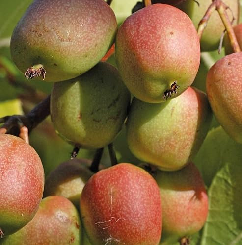 Actinidia de Genève Femelle 1L - Plante de Jardin, Arbres fruitiers - la Décoration Parfaite pour Votre Propriété - Pour les Débutants et les Jardiniers Professionnels