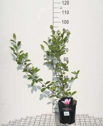 Magnolia soulangeana - Magnolia De Soulange, Magnolier De Soulange 50-60 cm en pot