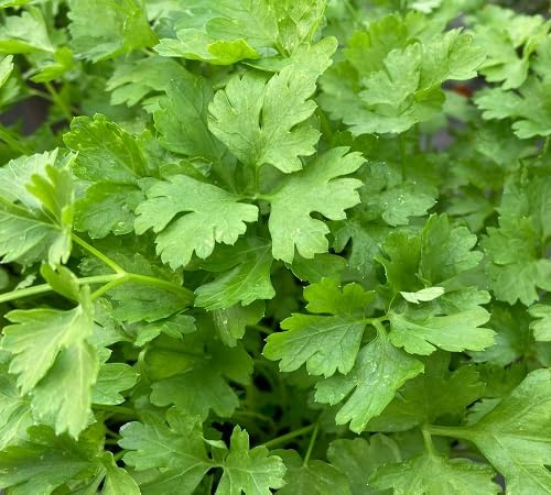 100 semi di prezzemolo verde