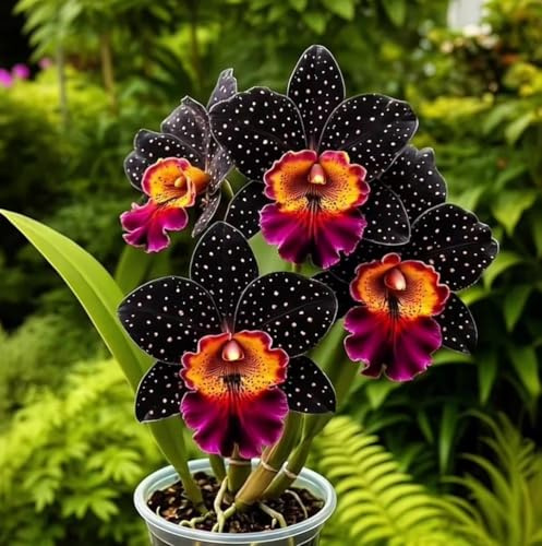 Rizoma Di Cymbidium Orchidea, Resistenti Al Freddo E Alla Siccità, Facile Da Coltivare, Adatto A Primavera E Autunno-10 Rizoma-J