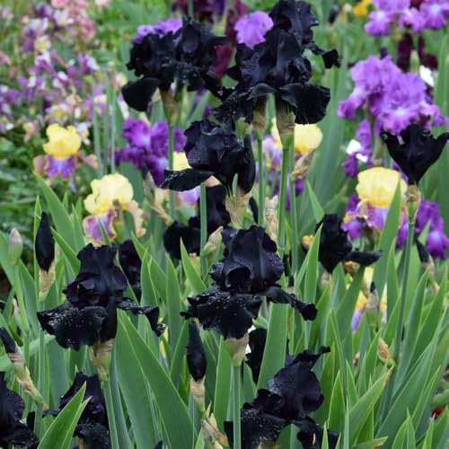1 x Iris Germanica Black – Bold & Beautiful Black Blooms – Summer Flowering Bulb – Unique, Appealing & Unusual Flowers – Perennial – for Your Beautiful Garden