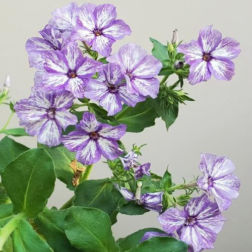 Phlox de alfombra - flox subulata de jardín decorativa 1200semillas