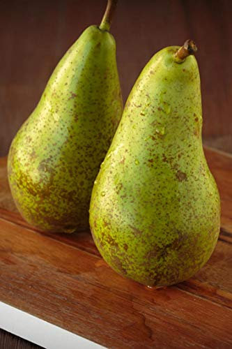 eGarden.store - Pianta vera di Pero Pyrus Communis diverse varietà disponibili - Albero da frutto già innestato in vaso età 2 anni ottima fruttificazione facile da coltivare all'esterno (Abate Fetel)