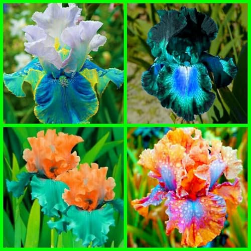 Iris Bulbs for Planting Now UK,Wedding Flowers,Plant Bulbs,Cut Flowers,Hardy Perennial,Garden Flowers,Iris Bulbs,Strong Plants That Grow Well-3Bulbs-F