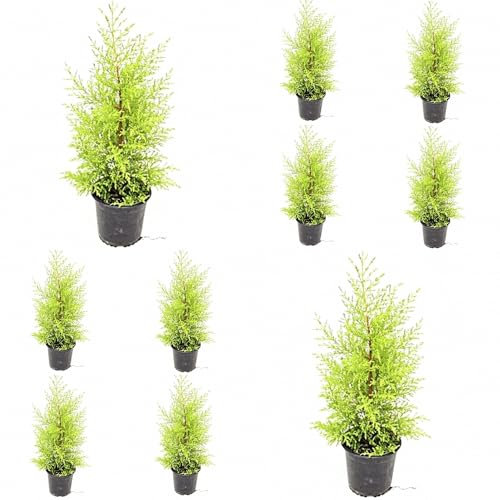 ¡¡¡ 10 Plantas !!! 30 cm. Cupressus Gold Crest, Cipres Pino Aroma Limón. Segura Garden. Embellece el jardín con su follaje verde, actúa como cortavientos natural