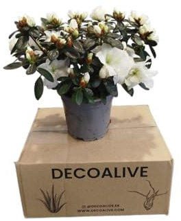 DECOALIVE Azalea Blanca – Planta Natural de Gran Belleza para Decoración