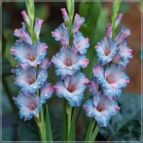 Cormi di Gladiolo – resistenti e tenaci, crescita spettacolare, attirano farfalle e colibrì, eccellenza per il giardino-g-10 rizomi