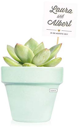 Pack de 36 plantas suculentas echeveria Mint con tarjeta personalizada - Detalles de boda personalizados para invitados - Obsequios para bautizo o comunión