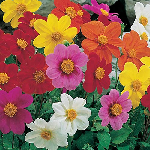 50 Dahlia Variabilis Dwarf Mignon Mix Seeds - Mixed Colour Flowers - 50 Seeds