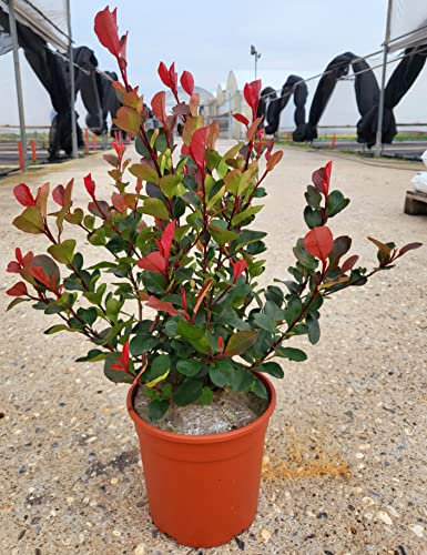POWERS TO FLOWERS - PHOTINIA LITTLE RED ROBIN, FOTINIA NANA, PIANTA PER SIEPE, VASO 17CM DIAMETRO, ALTEZZA MINIMA 50CM, piante vere