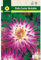 Mascarell Semillas, DALIA CACTUS VERITABLE, Semillas Bulbosas, Bulbos de Flores Primavera Fácil de Cultivar, Bolsa 1 Bulbo