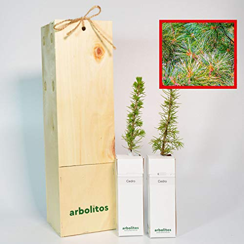 CEDRO libanés - Arbolito en caja de madera de pequeño tamaño- PLANTA VIVA (2)