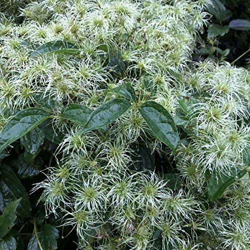 Organic Virgin's Bower Seeds (Clematis virginiana) 150 Seeds (0.5 Grams) Devil's Darning Needles, Italian Clematis, Old Man's Beard, Woodbine - Native Wildflower Vine Seeds