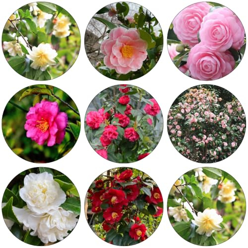 semi di camelia resistente perenne resistenti, lunghi ciondoli giardino ufficio, resistenti, perenne medicinali giardino interno 100pcs