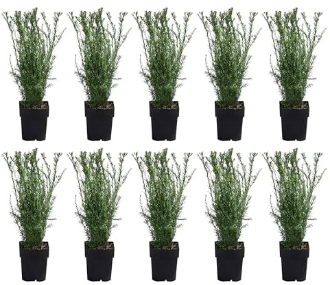 Dehner Becher-Eibe Groenland, Taxus x media, für 2-3 Meter Hecke, je ca. 50-60 cm exkl. Pflanztopf, 10 x 2 l Topf, Heckenpflanze