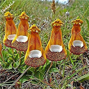Potseed 20 Garden Greenhouse Beautiful Gazania Seeds Semillas Gazania Splendens for Home Garden Planting Splendens Chrysanthemum 14