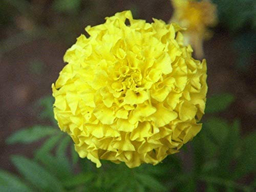 30 / Paquet Graines Longevity Lumière Orange Marigold Graines de Fleurs Big Flower polyphyll Tagetes erecta Seed Graines de Fleurs