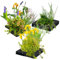 vdvelde.com - Schwimmpflanzeninsel Trio - 25 cm - - Filterpflanzen- 12 wasserreinigende Pflanzen- Platzierung: lose auf dem Wasser